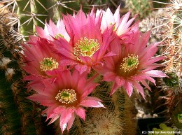 Echinocereus russanthus